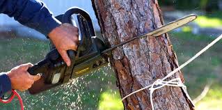 Professional Tree Care in Shively, KY